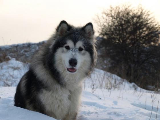 1 alaskan malamutes 1408607563270