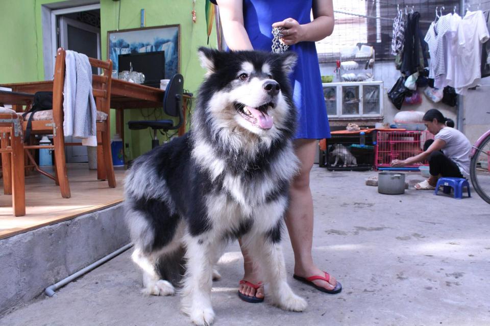 Alaska đen trắng 10 tháng tuổi