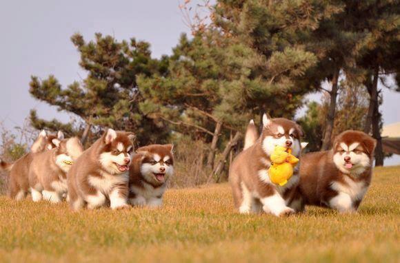 alaskan husky 147