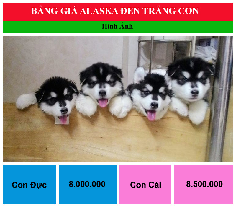 bang gia cho alaska den trang con12