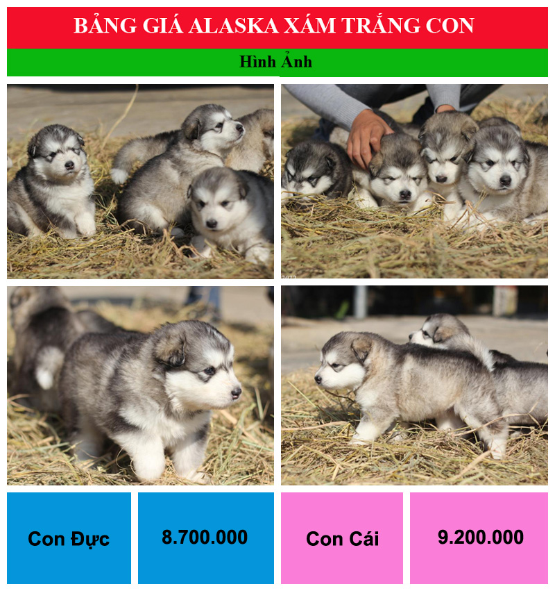 bang gia cho alaska xam trang con1