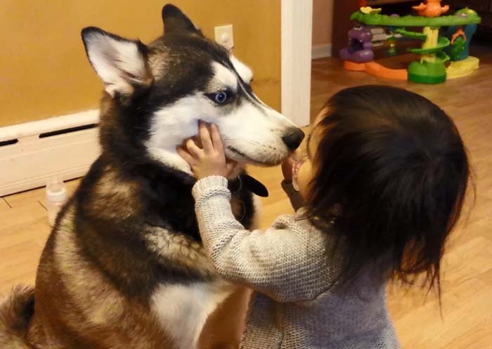cho husky dang yeu 01