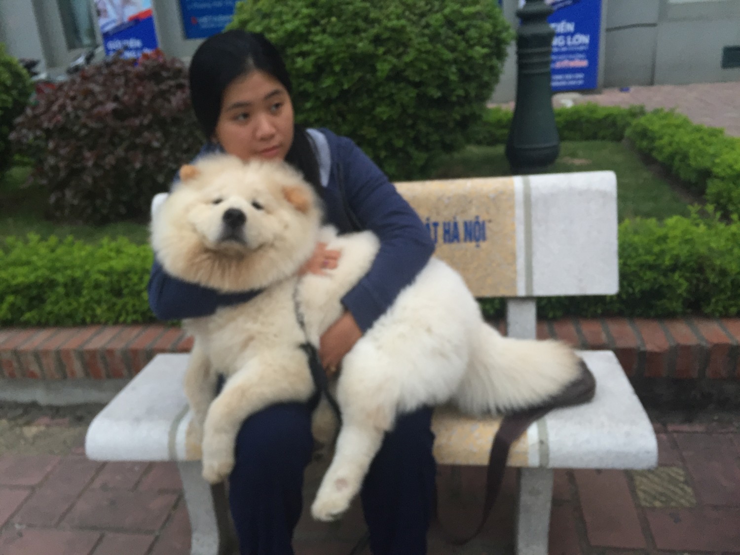 chó chow chow