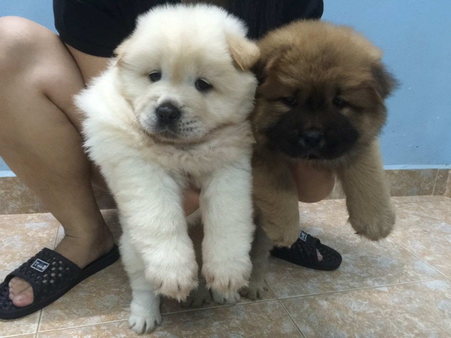 chow chow
