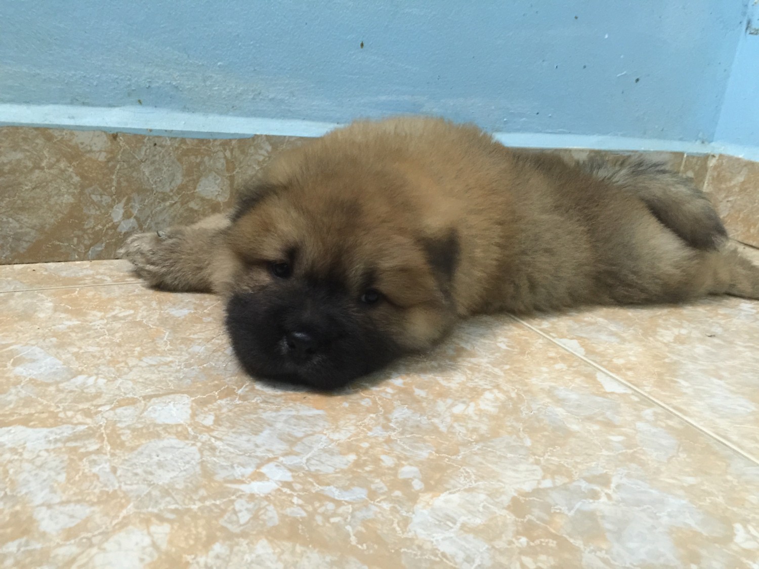 chow chow