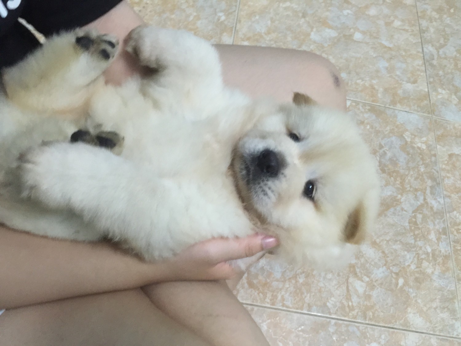 chow chow