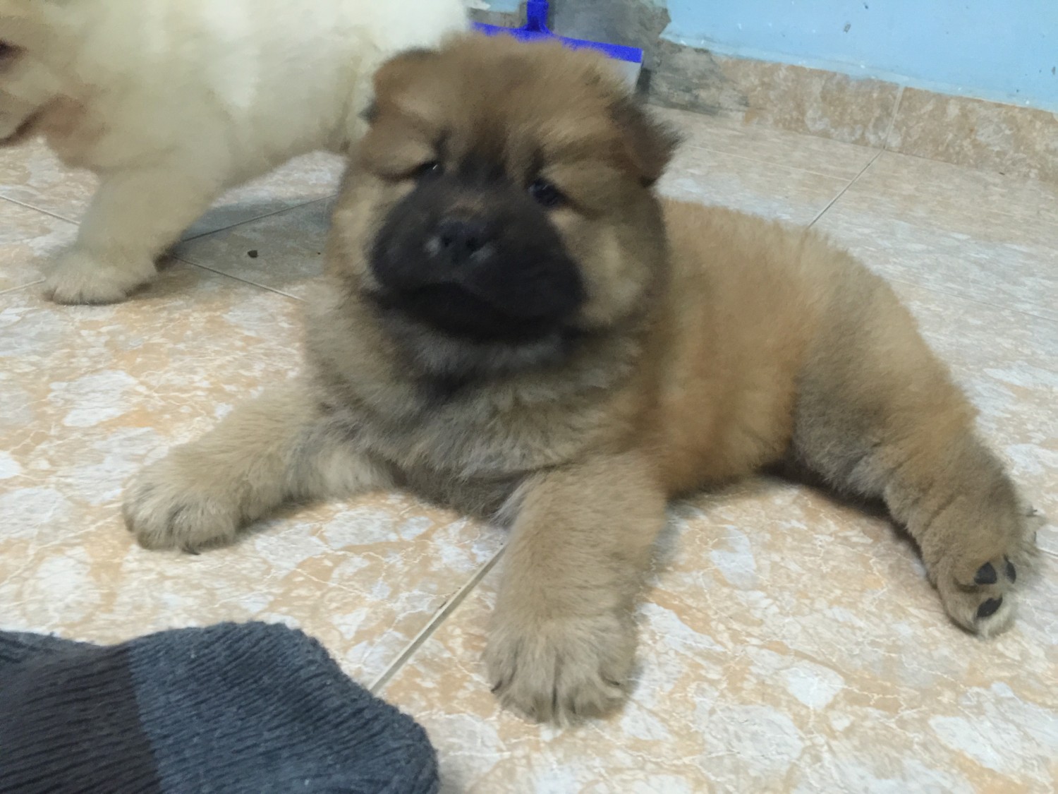 chow chow