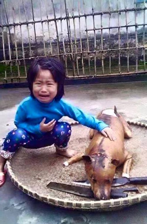 Việt Nam chung tay ký tên bảo vệ loài chó, chấm dứt nạn ăn cắp, buôn lậu chó mèo