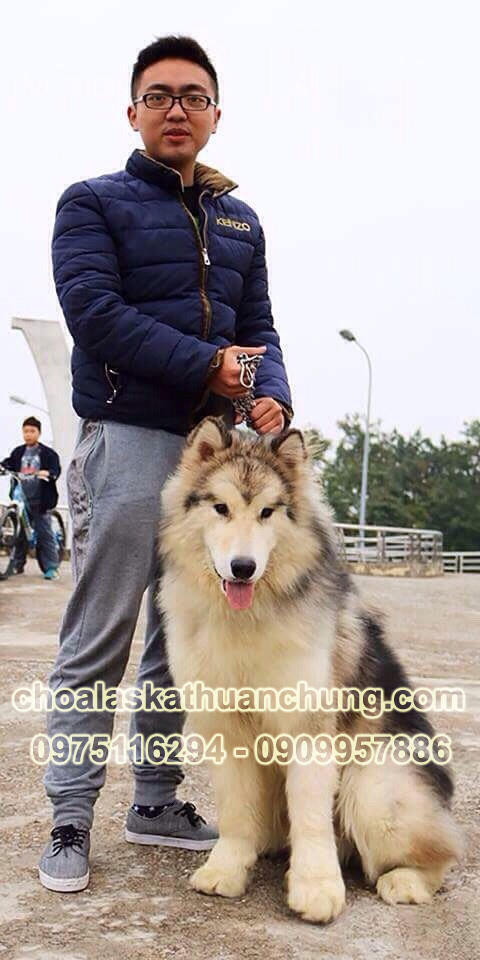 phoigiongcho3