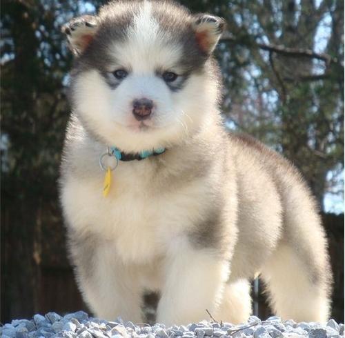 tim hieu ve giong cho alaskan malamute 4