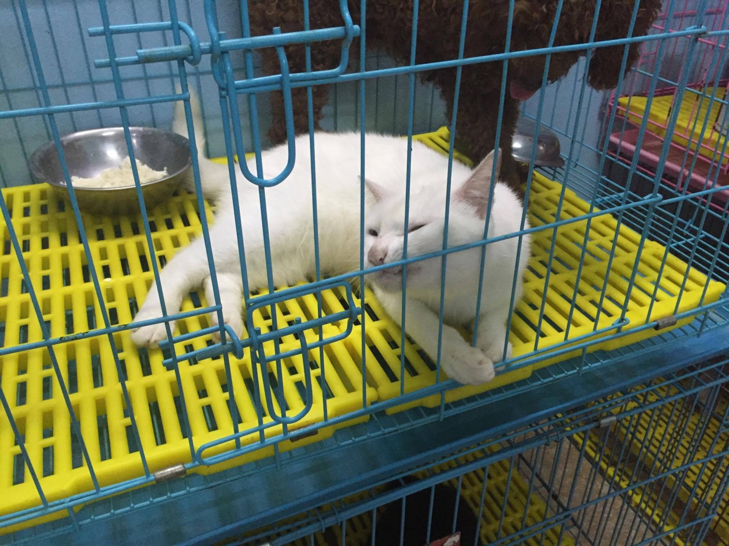 trong giu cho meo 8